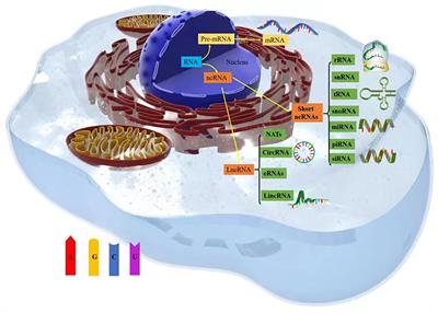 The role of noncoding RNAs in cancer lipid metabolism